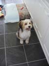 MISSY - AFTER HER VISIT TO THE "BEAUTY PARLOUR"..